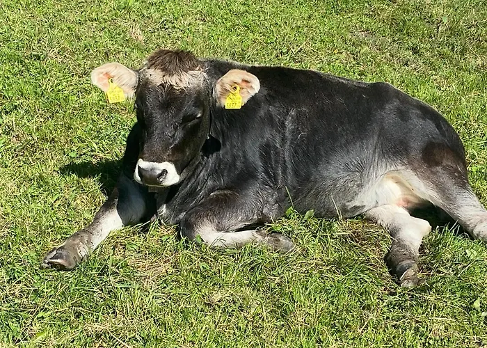 Haus Schwaighof 알즈임피츠탈